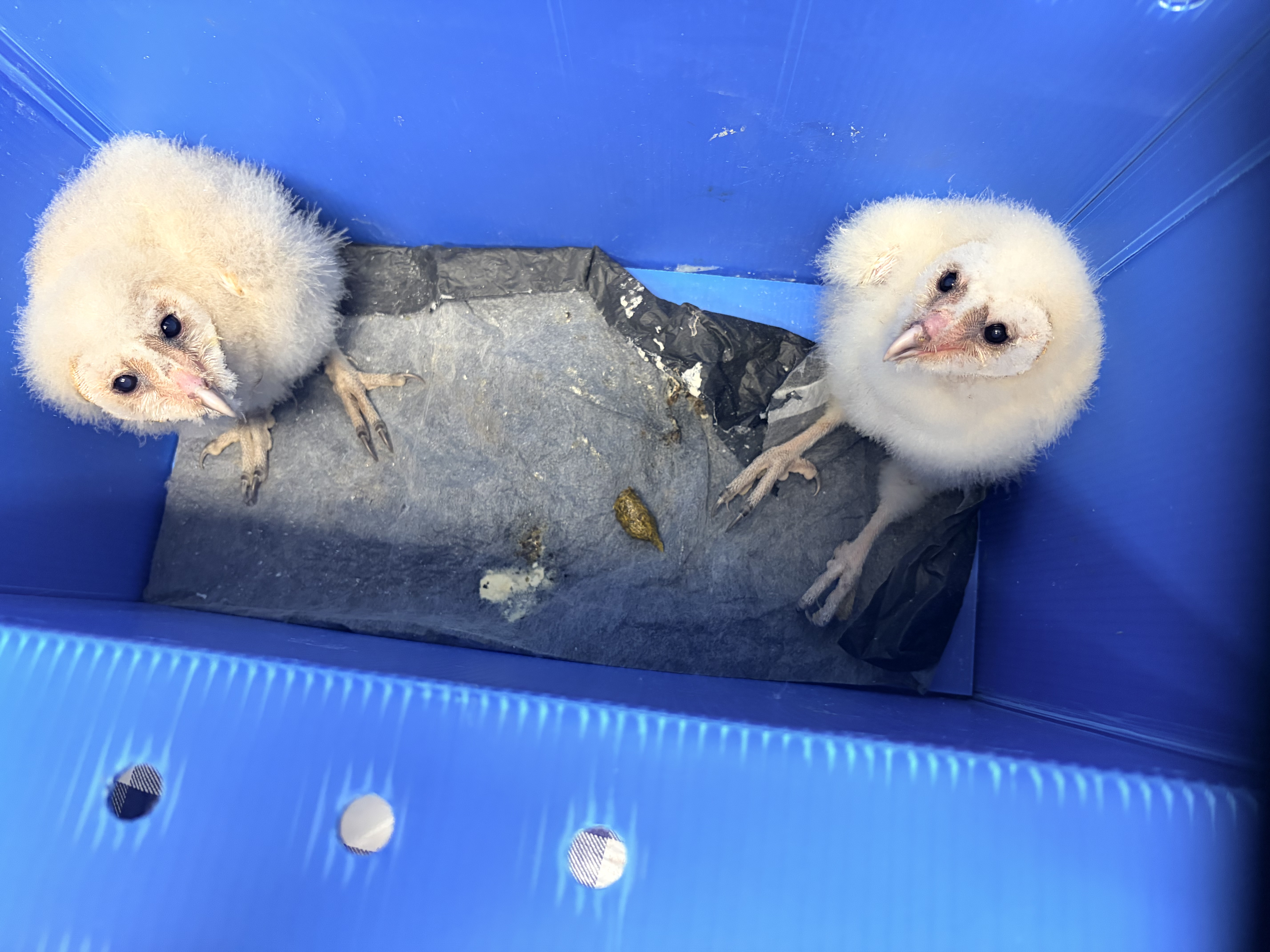Raptor care at Wrightwood Raptor Center
